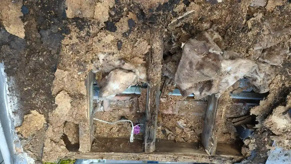 Water-damaged flat roof timbers exposed after removing the old roof deck