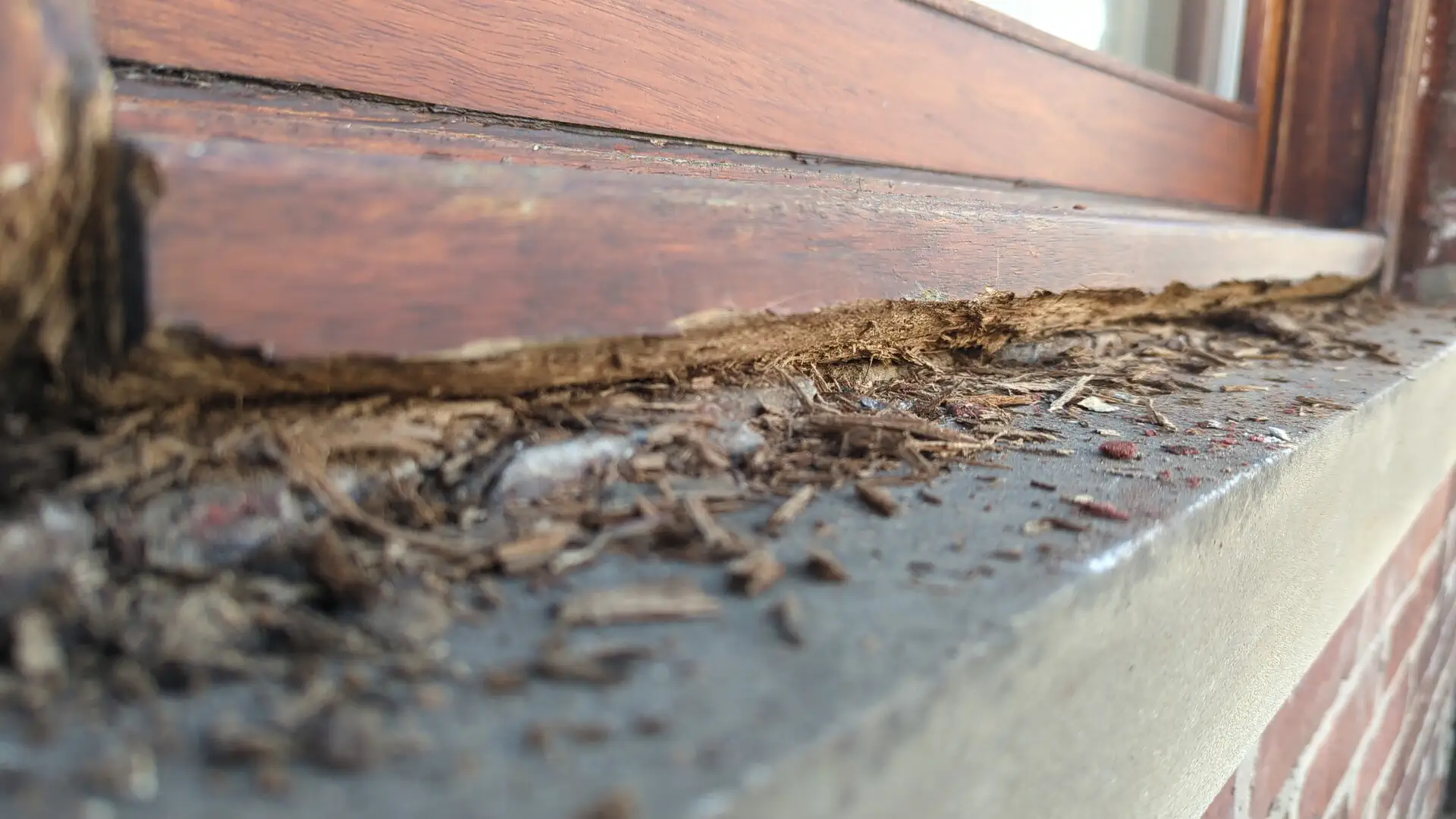 Decayed timber raked off a window sill, soft and fibrous after years of trapped water